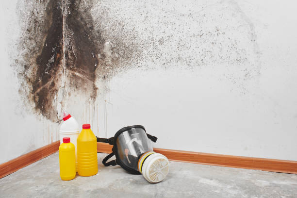 Best Home Mold Removal  in Auburn Lake Trails, CA