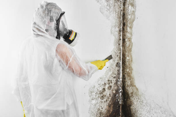Best Mold Cleaning Services  in Auburn Lake Trails, CA