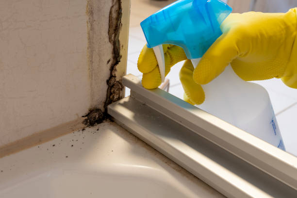 Office Mold Removal Services in Auburn Lake Trails, CA