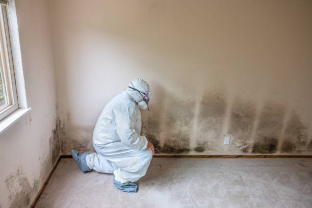 Trusted Auburn Lake Trails, CA Mold Removal Experts