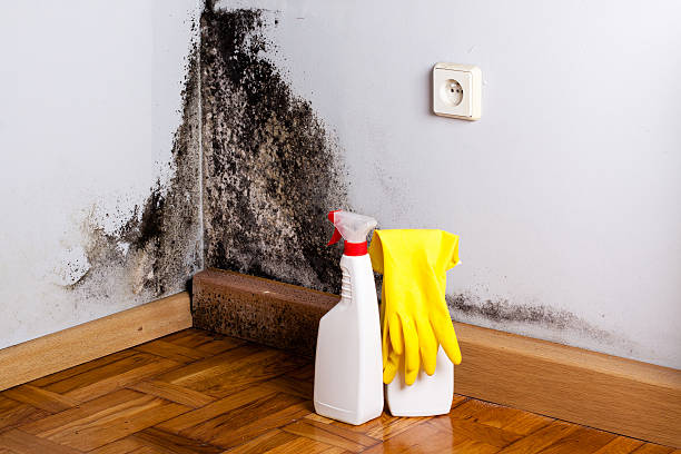 Best Commercial Mold Removal  in Auburn Lake Trails, CA