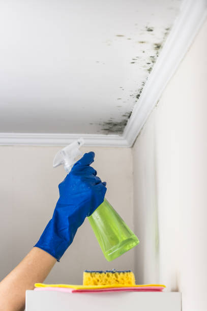 Best Toxic Mold Removal  in Auburn Lake Trails, CA