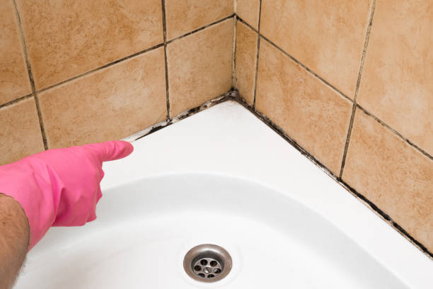 Best Best Mold Removal Companies  in Auburn Lake Trails, CA