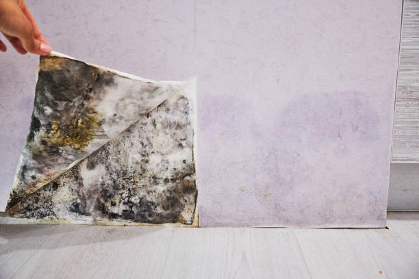 Best Toxic Mold Removal  in Auburn Lake Trails, CA